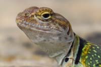 25-very_colorful_collared_lizard-zoom_of_head