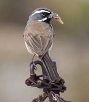 32-bird_with_a_snack