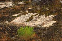 48-lots_of_quality_cryptobiotic_soil_and_moss
