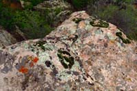 50-lots_of_colorful_lichen_and_moss