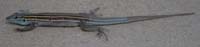 43-striped_whiptail_lizard
