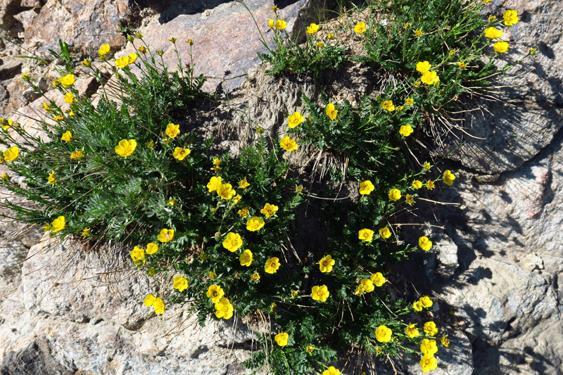 083-flower-Alpine_Buttercup