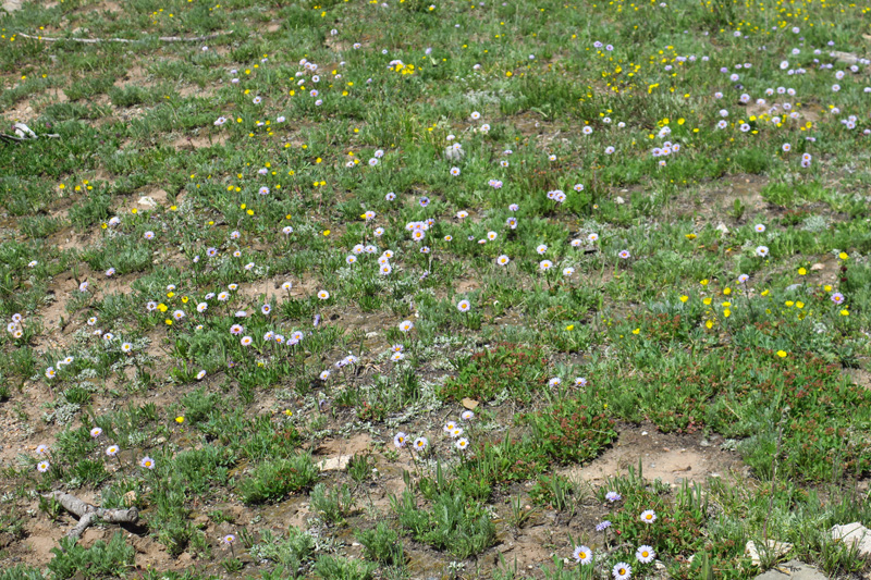 098-flower-yellow-Alpine