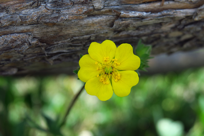 102-flower-Alpine_Buttercup