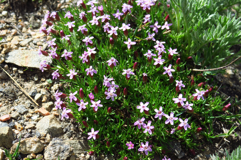 103-flower-Moss_Campion