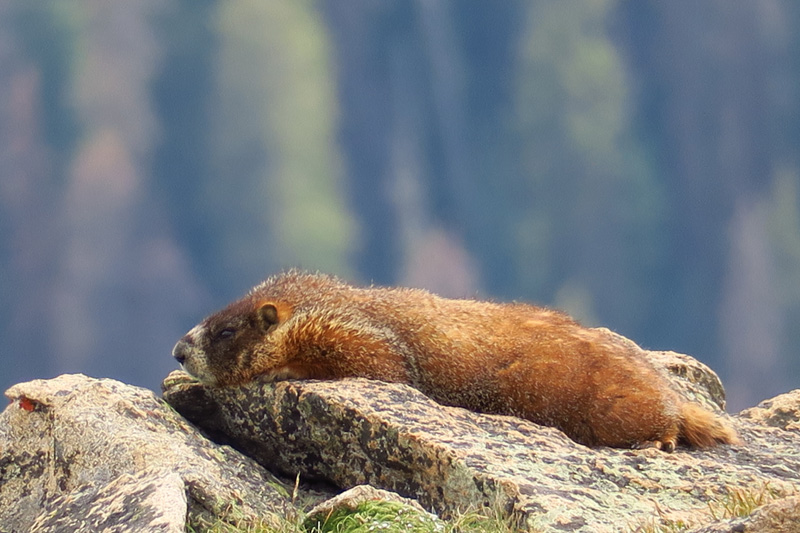 133-relaxing_marmot