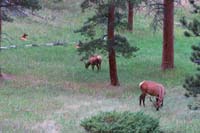 056-elk_along_road