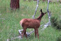 057-calf_eating_flowers