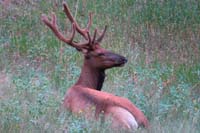 058-bull_elk_relaxing