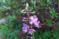 063-flower-Fireweed