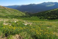 082-pretty_scenery_with_Alpine_Buttercup_flowers