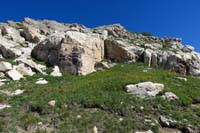 084-flower-Dwarf_Mountain_(Rock)_Ragwort_mixed_with_rocks