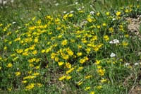 085-flower-Dwarf_Mountain_(Rock)_Ragwort