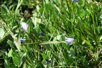 086-flower-Bluebell_Bellflower