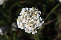 087-flower-Common_(Tansey)_Yarrow