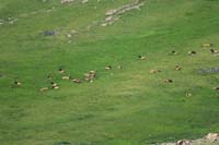 093-lots_of_elk_hanging_out_in_the_meadows