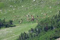 094-more_elk_hanging_out_in_another_part_of_the_meadow
