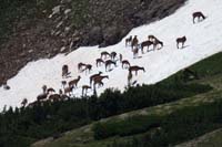 095-many_elk_enjoying_snowy_slope