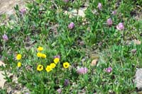099-flower-yellow-Alpine