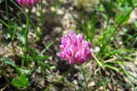 100-flower-American_Alpine_Speedwell
