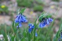 101-flower-Tall_Chiming_Fringed_Bluebells