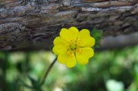 102-flower-Alpine_Buttercup