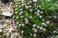 103-flower-Moss_Campion