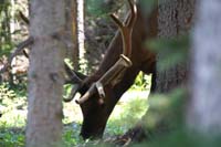 115-zoom_of_elk_eating_in_woods-used_SLR-Junior_Ranger_Headquarters_at_Hidden_Valley