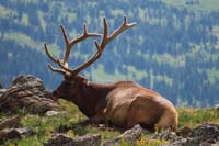 132-zoom_of_bull_elk