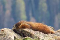 133-relaxing_marmot