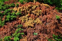 04-neat_colorful_ground_cover