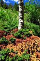 05-neat_colorful_ground_cover
