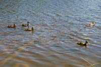 20-ducks_swimming_by_doing_their_own_thing