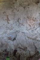 011-fossils_from_right_to_left