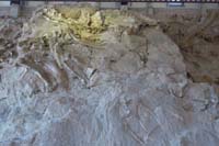 015-fossils_from_right_to_left