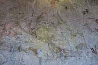 022-closer_view_of_fossils