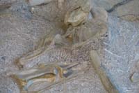 023-closer_view_of_fossils