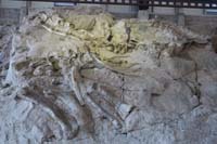 026-bottom_dinosaur_bones_is_a_Camarasaurus