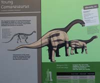 029-Interpretive_Sign-Young_Camarasaurus
