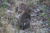 062-cottontail_rabbit_spotted_the_next_morning-SLR