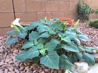 03-moonflower_in_backyard_finally_bloomed-grown_from_seedlings_from_Baba_and_Poppy's_yard