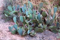 06-surprising_how_the_uinta_chipmunk_got_on_top_of_that_prickley_pear_cactus_fruit