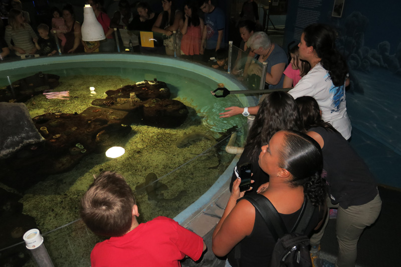 53-shark_feeding_presentation