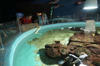 38-Las_Vegas_Natural_History_Museum-checking_out_the_fish_with_Baba