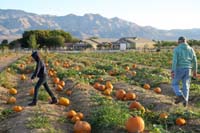 06-Kenny_and_Poppy_are_searching_for_the_right_pumpkin
