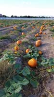 08-pumpkin_patch