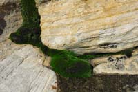12-heathly_neat_looking_moss-treasure_in_the_desert
