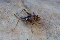 19-camel_cricket_walking_by-very_neat-Courtney_nor_I_have_ever_seen_one_before
