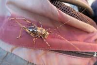 20-camel_cricket-female_Camel_Cricket_with_ovipositor(lance-like_egg_laying_structure)-info_from_Jim_Boone