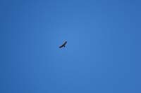 21-Golden_Eagle-actually_a_group_flying_above-my_best_picture